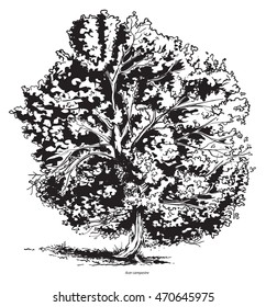 Árvore de ácer de campo para livro de coloração