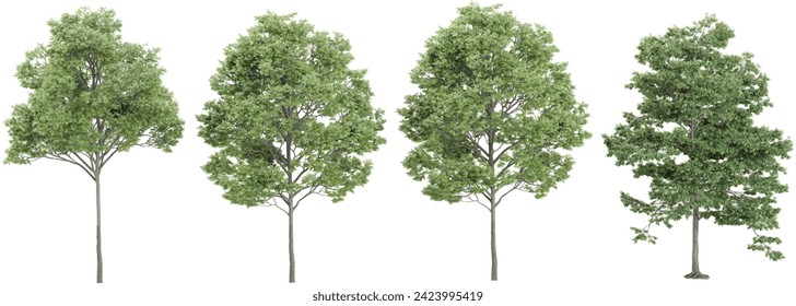 field maple,silver trees and shrubs in summer isolated on white background. Forestscape. High quality clipping mask. Forest and green foliage