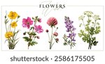 Field and meadow flowers isolated on a white background. Vintage painting style illustration.