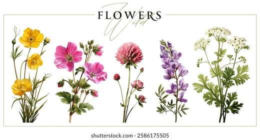 Field and meadow flowers isolated on a white background. Vintage painting style illustration.