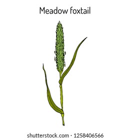 Field meadow foxtail (alopecurus pratensis), medicinal plant. Hand drawn botanical vector illustration