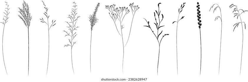 Grasas de campo y pradera, línea de contorno negro. Esbozo de plantas medicinales, dibujo vectorial.