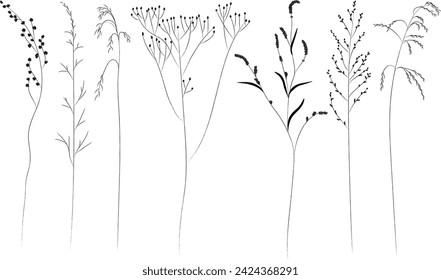 Hierbas de campo y prado, contorno negro, plantilla para embalaje y cubierta de producto. Bosquejo de plantas medicinales, dibujo de dibujos animados planos vectoriales.