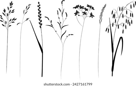 Field and meadow grasses, black outline, template for packaging and product cover. Sketch of medicinal plants, vector flat cartoon drawing.