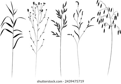 Field and meadow grasses, black outline, template for packaging and product cover. Sketch of medicinal plants, vector flat cartoon drawing.