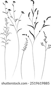 Field and meadow grasses, black outline, template for packaging and product cover. Sketch of medicinal plants, vector flat cartoon drawing.