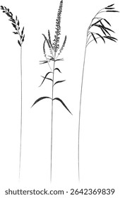 Field and meadow grasses, black outline, template for packaging and product cover. Sketch of medicinal plants, vector flat cartoon drawing.	