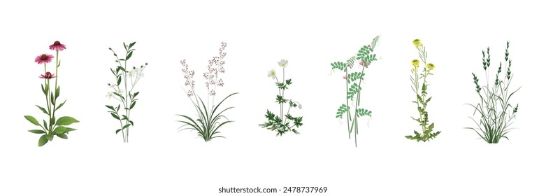 Field, meadow, steppe, pasture, forest wild plants - garden weeds realistic images set. Echinacea, Cerastium, Panicum, anemone, Vicia sativa (field pea), Barbarea, Chaff (Lolium) isolated on white.