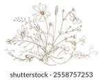 Field, meadow, wild flowers and herbs clover, cosmos, chamomile and bumblebee. Line art is a simple hand-drawn illustration in beige, ochre, brown ink. Bouquet flowers vector EPS