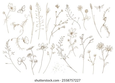 Field, meadow, wild flowers and herbs cosmos, chamomile, clover and insects. Line art is a simple hand-drawn illustration in beige, ochre, brown ink. Set of elements vector EPS