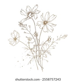 Campo, prado, flores silvestres e ervas cosmos, bolsa de pastor com pólen. A arte em linha é uma ilustração simples feita à mão em tinta bege, ocre e marrom. Bouquet flores vetor EPS