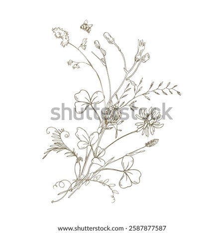 Field, meadow, wild flowers and herbs clover with shepherd s purse, pollen and bumblebee. Line art is a simple hand-drawn illustration in beige, ochre, brown ink. Bouquet composition vector EPS