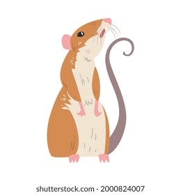 Field Mouse as Small Rodent with Long Tail and Dorsal Black Stripe Vector Illustration