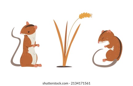 Field Mouse as Small Rodent with Long Tail and Dorsal Black Stripe Vector Set