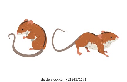 Field Mouse as Small Rodent with Long Tail and Dorsal Black Stripe Vector Set