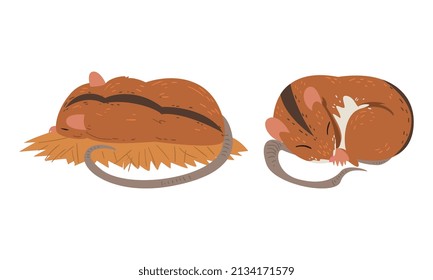 Field Mouse as Small Rodent with Long Tail and Dorsal Black Stripe Vector Set