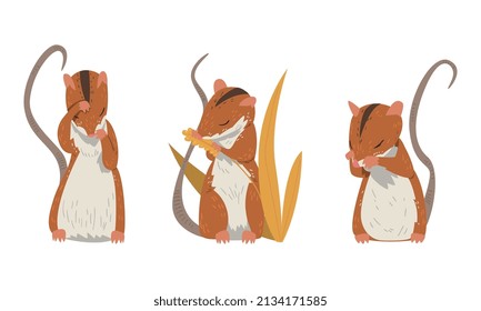 Field Mouse as Small Rodent with Long Tail and Dorsal Black Stripe Vector Set