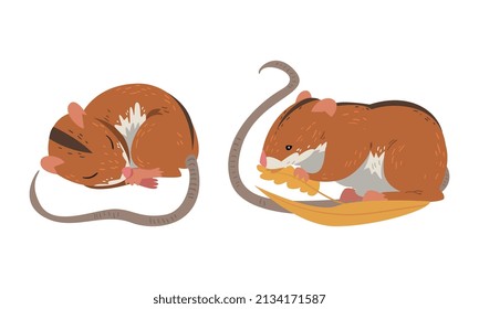 Field Mouse as Small Rodent with Long Tail and Dorsal Black Stripe Vector Set