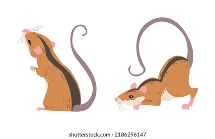 Field Mouse as Small Rodent with Long Tail and Dorsal Black Stripe Vector Set