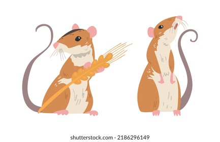 Field Mouse as Small Rodent with Long Tail and Dorsal Black Stripe Standing with Spikelet Vector Set