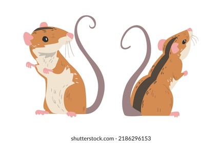 Field Mouse as Small Rodent with Long Tail and Dorsal Black Stripe Standing Vector Set