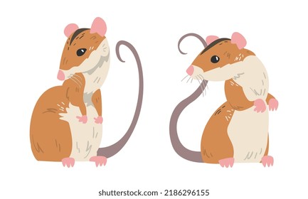 Field Mouse as Small Rodent with Long Tail and Dorsal Black Stripe Standing Vector Set