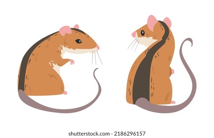 Field Mouse as Small Rodent with Long Tail and Dorsal Black Stripe Sitting Vector Set