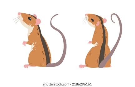 Field Mouse as Small Rodent with Long Tail and Dorsal Black Stripe Standing Vector Set