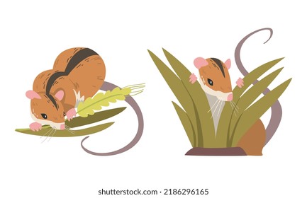 Field Mouse as Small Rodent with Long Tail and Dorsal Black Stripe Chewing Grass Vector Set