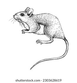 Premium Vector  Anti rat sign illustration vector no rats symbol design