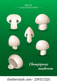 Field mushroom. Champignons. Agaricus campestris. Food and cooking collection. Vector illustration set of natural products