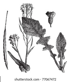 Field Mustard or Turnip Mustard or Brassica rapa or Brassica campestris esculenta, vintage engraving. Engraved illustration of Field Mustard showing flowers,leaves and seedpod. Trousset Encyclopedia