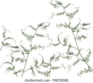 field pea, plant with curls