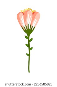 Feldrosa Blume mit Stöcken. Botanische Vektorgrafik einzeln auf weißem Hintergrund für Postkarte, Poster, Werbung, Dekoration, Stoff und andere Verwendungszwecke.