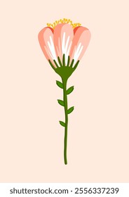 Field pink flower with stamens. Botanical vector illustration isolated on white background for postcard, poster, ad, decor, fabric and other uses.