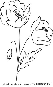 Field plant line vector, line flower vector, poppy plant, minimalist line design, wild plant vector