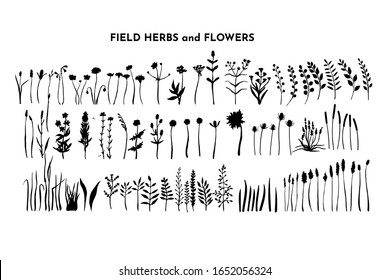 Plantas de campo agrupadas. Flores praderas. Colección de hierba y hierba. Ramas y ramitas. Dibujo botánico. Siluetas dibujadas a mano por vectores aisladas en blanco.