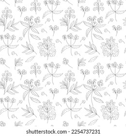 Field plants seamless pattern. Botanical linear doodles. Medicinal herbs. Flower, leaf, branch. 