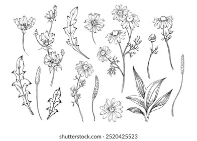 Field plants sketch black and white hand drawn. Graphic illustrations of buds and leaves of chamomile, chicory, plantain