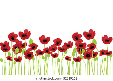 Field of poppies