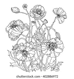 field poppies. Spring Pattern for adult coloring book in zenart or zentagle style. Hand-drawn, retro, doodle, vector, zentangle. The best for your design, textiles, posters, coloring book Zentangle.