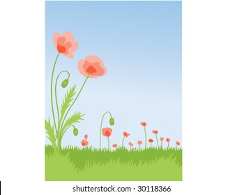 Field of poppy