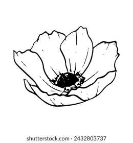 Field poppy anemone black and white vector illustration. Simple line flower for spring design, engraving and prints