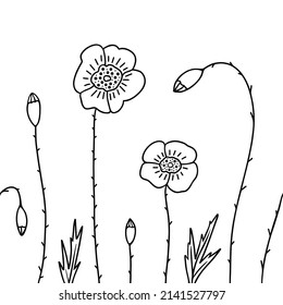 Field poppy, flowers seamless pattern. Vector Illustration for printing, backgrounds, covers, packaging, greeting cards, posters, stickers, textile and seasonal design. Isolated on white background.