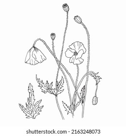 Field poppy flowers.Stems and leaves. Black and white hand drawn vector illustration. 