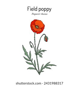 Field poppy (Papaver rhoeas), edible and medicinal plant. Hand drawn botanical vector illustration