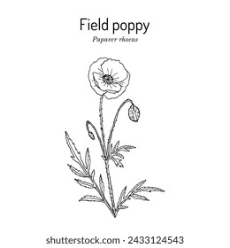 Field poppy (Papaver rhoeas), edible and medicinal plant. Hand drawn botanical vector illustration