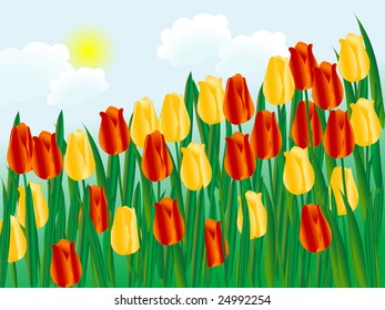 Field of red and yellow tulips - vector illustration