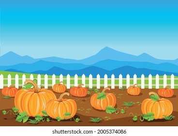 A field with ripe pumpkins on the background of a fence and a blue sky. Pumpkin harvest. Harvest celebration. Thanksgiving Day. Vector illustration.