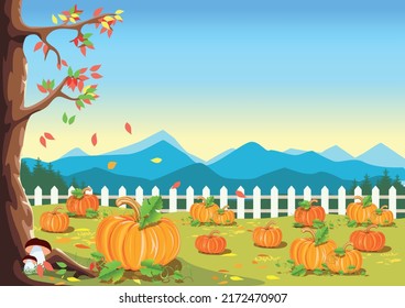 A field with ripe pumpkins on the background of a fence and a blue sky. Pumpkin harvest. Harvest celebration. Thanksgiving Day. Vector illustration.